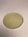 SHEA MOISTURIZING BODY CLEANSER 2.webp
